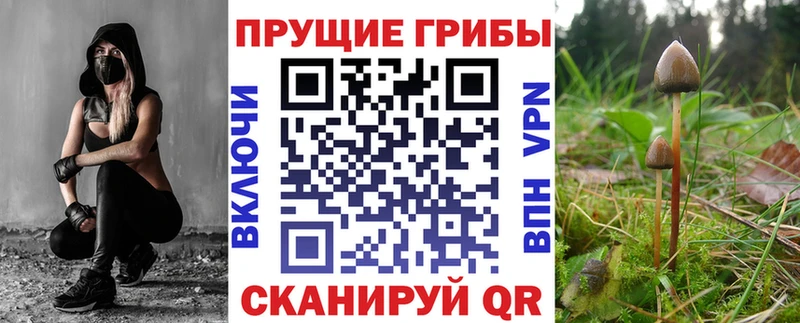 Купить  Десногорск  Галлюциногенные грибы Psilocybine cubensis 
